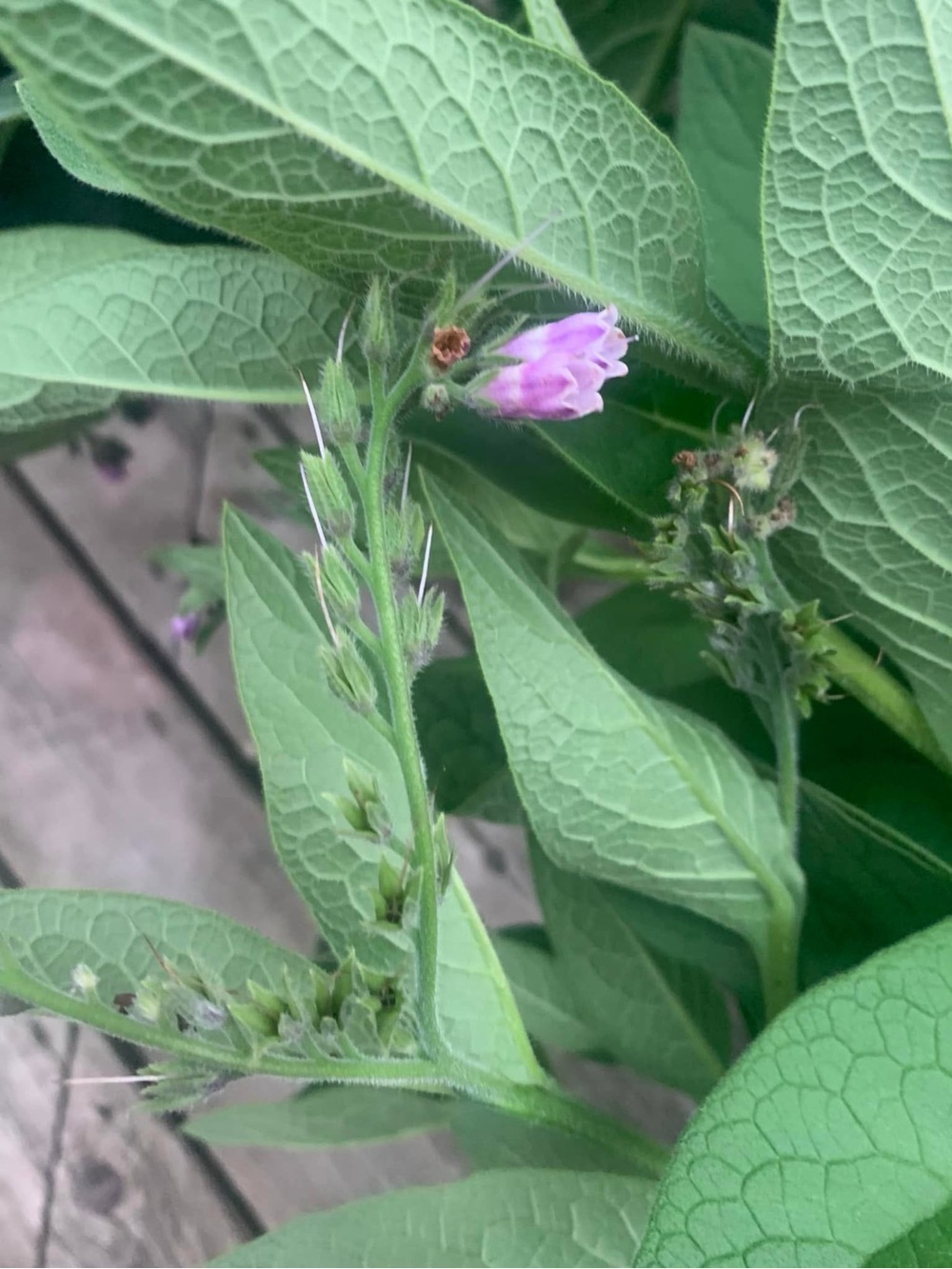 Organic Comfrey Healing Salve